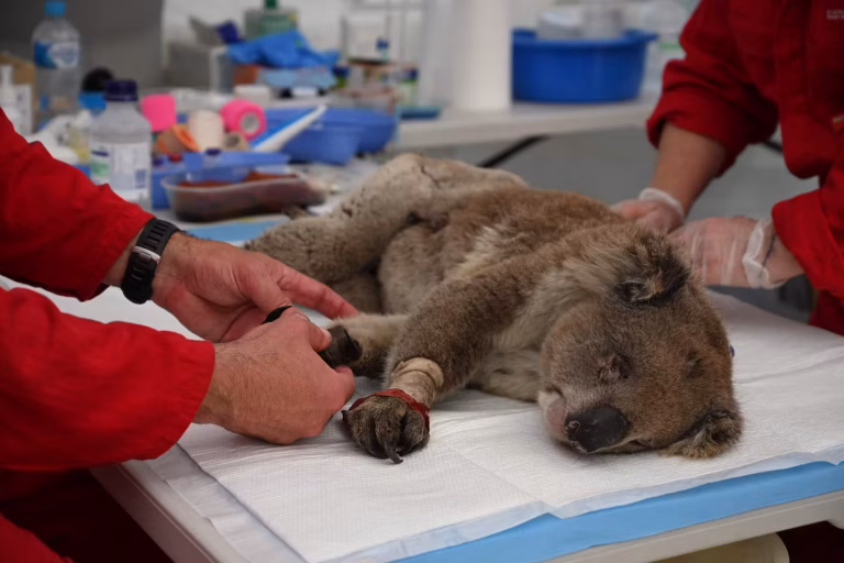 L’Australie recrute un chien pour renforcer la recherche de koalas en danger.