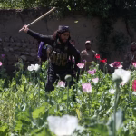 Drogue en Afghanistan : enjeux de pouvoir et de société en jeu dans le pays.