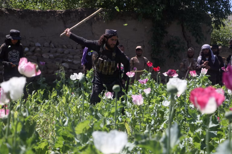 Drogue en Afghanistan : enjeux de pouvoir et de société en jeu dans le pays.