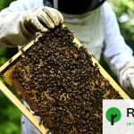 Agroindustrie : la mise au travail des abeilles soulève des questions éthiques.