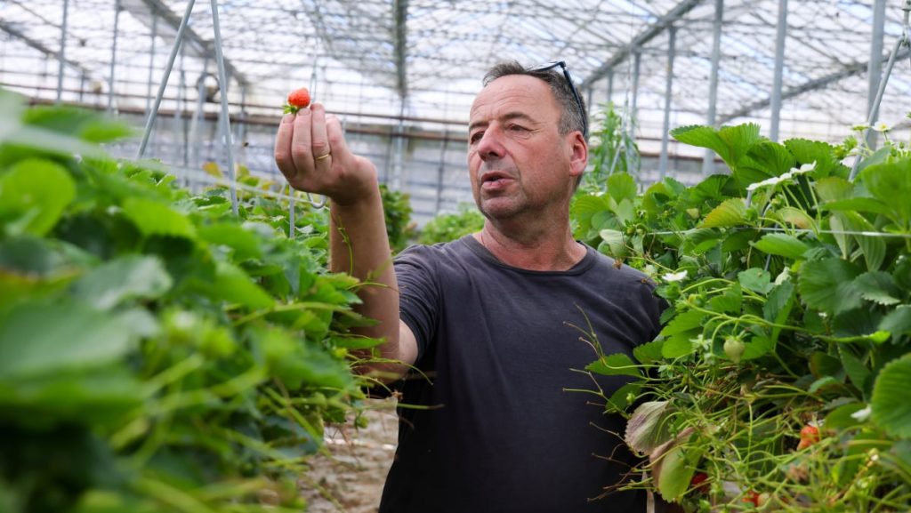 Saison de la fraise de Carpentras menacée par des températures élevées.