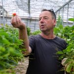 Saison de la fraise de Carpentras menacée par des températures élevées.