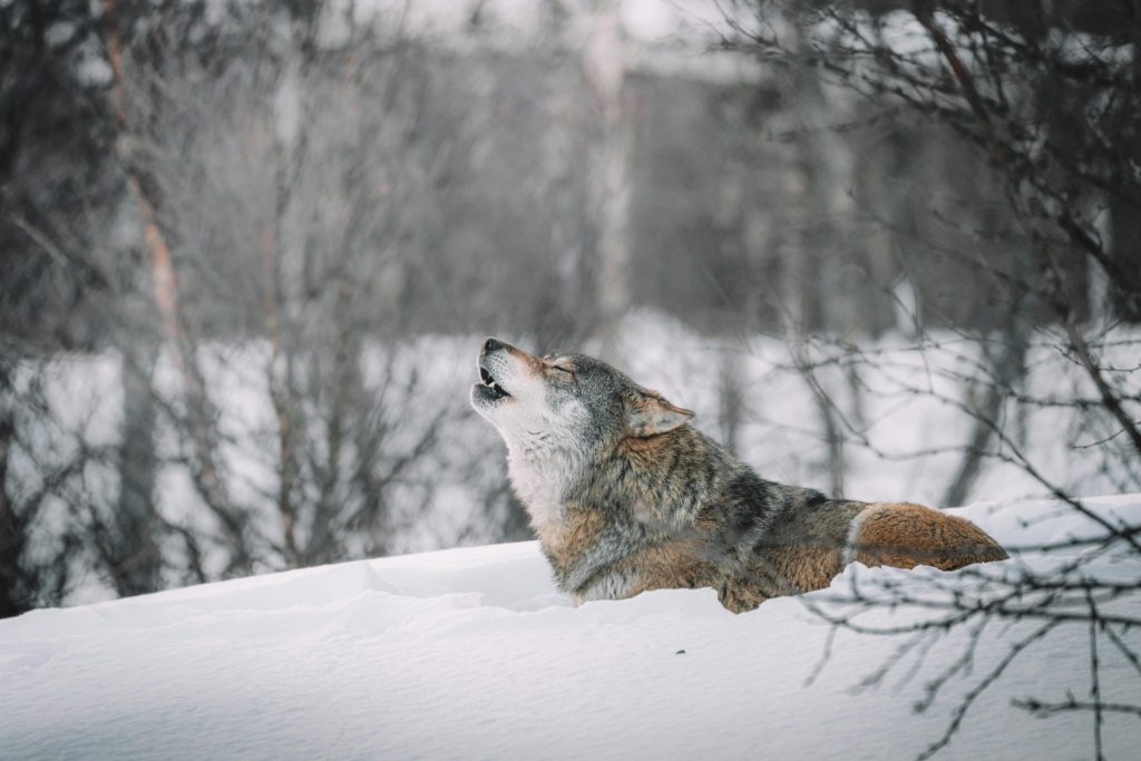 Loi d’urgence agricole : menaces sur la population de loups en France