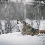 Loi d&rsquo;urgence agricole : menaces sur la population de loups en France