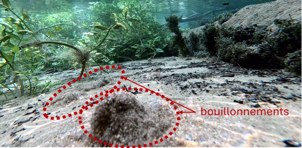 Refuges thermiques en rivière : les eaux souterraines préservent les poissons face à la surchauffe.