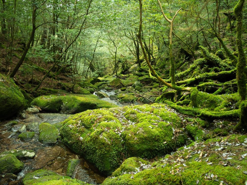 Adaptation des forêts au changement climatique : stratégies de gestion en France