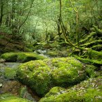 Adaptation des forêts au changement climatique : stratégies de gestion en France