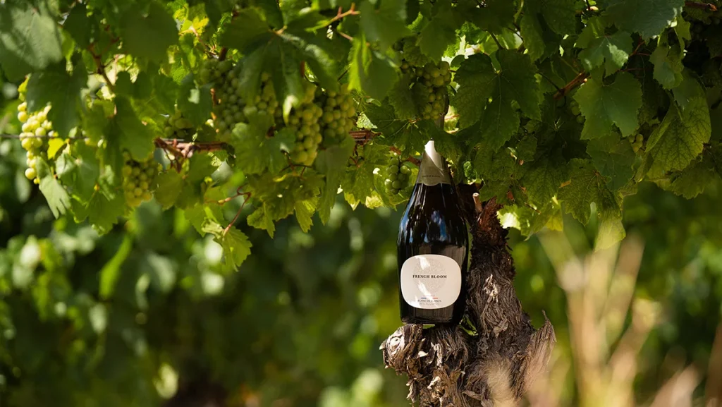 Limoux accueille le premier domaine français spécialisé dans les effervescents sans alcool.