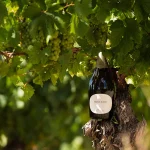 Limoux accueille le premier domaine français spécialisé dans les effervescents sans alcool.