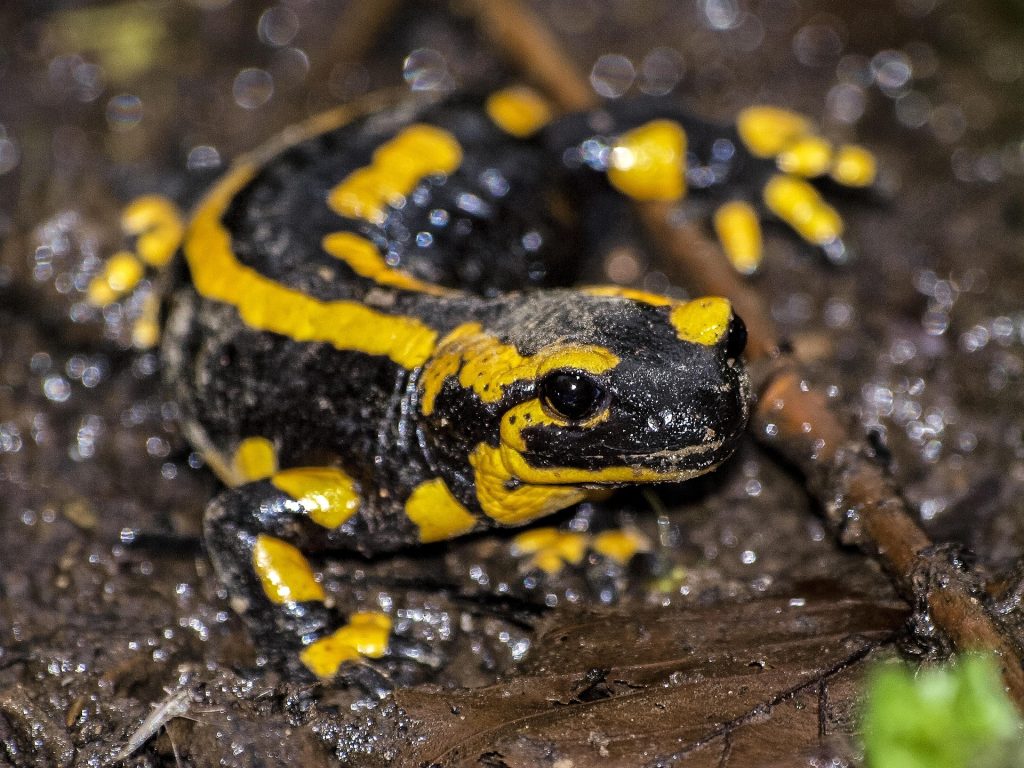 Photovoltaïque : La justice souligne la nécessité de protéger la biodiversité dans la transition énergétique