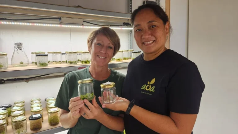 Aoa Polynesian Forests lance un laboratoire pour préserver les plantes endémiques en Polynésie.