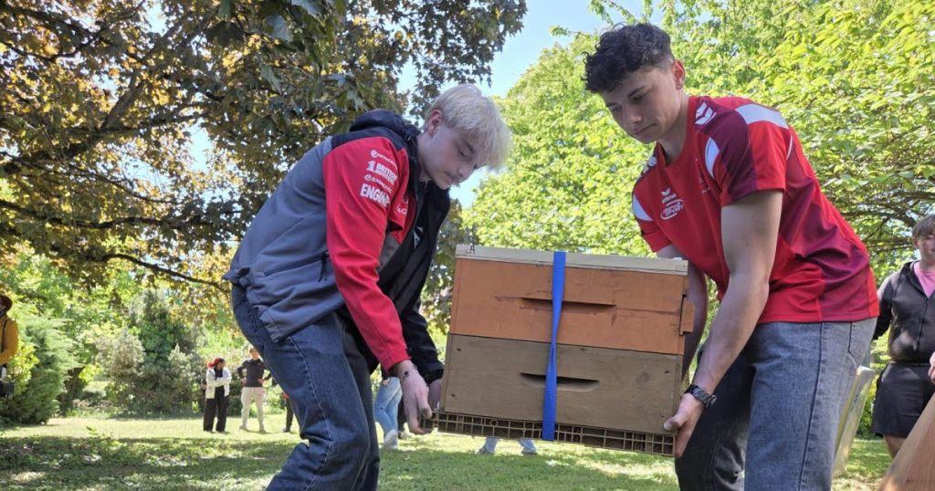 Installation d’une ruche au lycée Koeberlé de Sélestat pour la renaturation des abeilles.