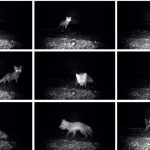 Renard vole des boules de pétanque dans le Gers, un incident déjà observé en 2012.