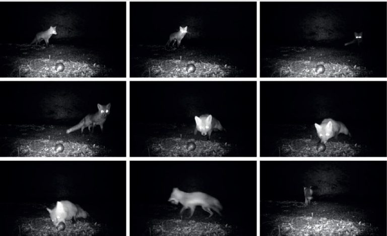 Renard vole des boules de pétanque dans le Gers, un incident déjà observé en 2012.