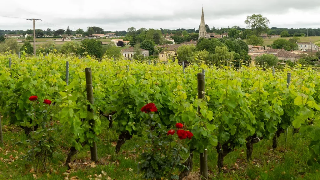 Sauternes face à des défis environnementaux et économiques pour son vignoble traditionnel.