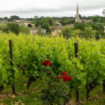 Sauternes face à des défis environnementaux et économiques pour son vignoble traditionnel.