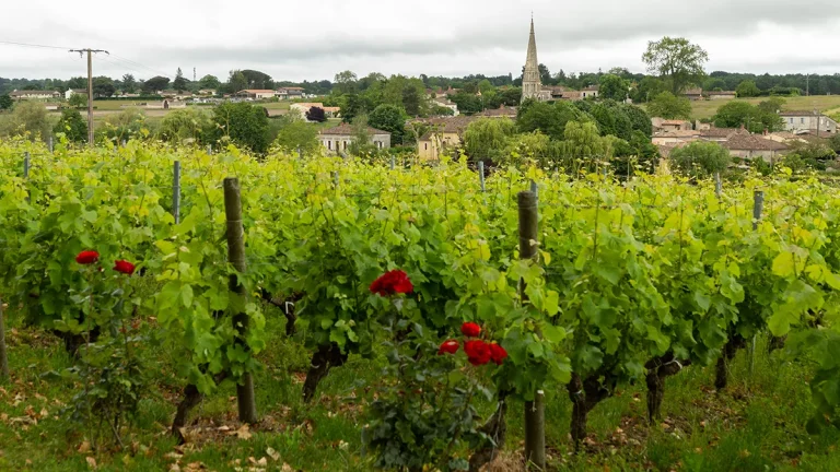 Sauternes face à des défis environnementaux et économiques pour son vignoble traditionnel.