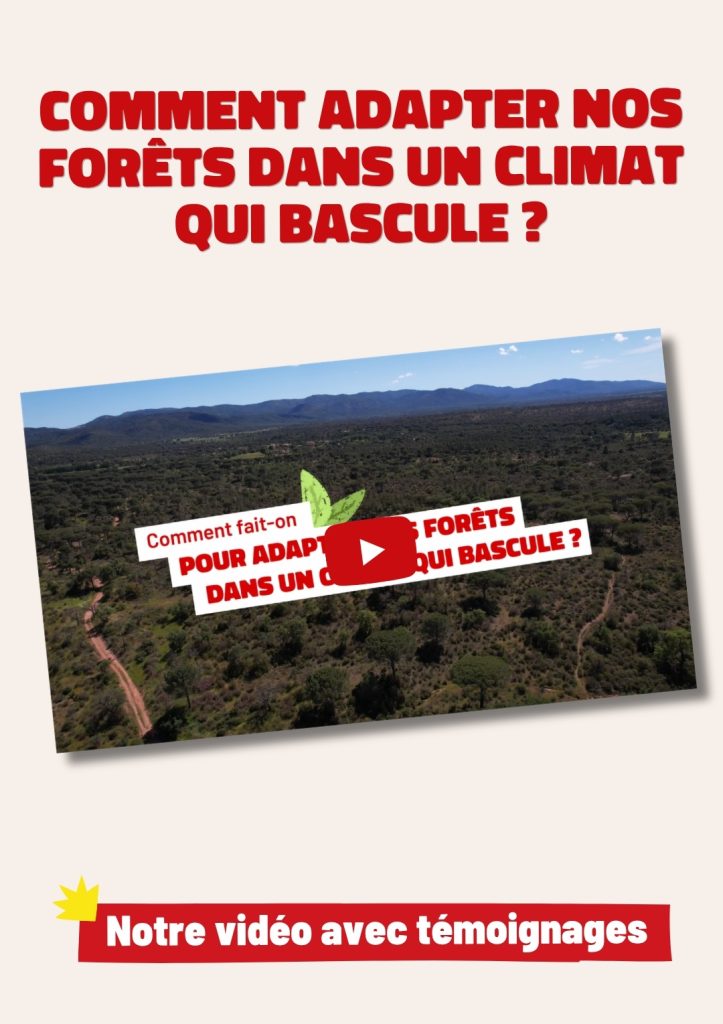 Adaptation des forêts face au changement climatique : témoignages d’experts forestiers.