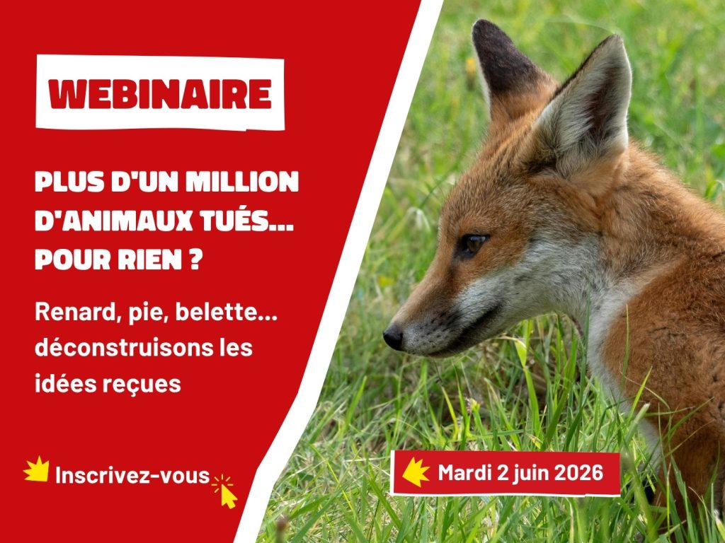 Plus d’un million d’animaux tués chaque année : enquête sur les pratiques en France.