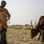 Cameroun : insuffisance des récoltes aggrave la crise alimentaire des familles.
