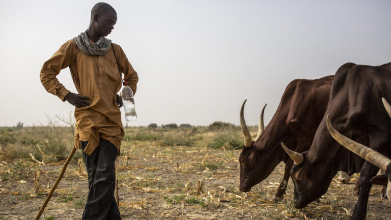 Cameroun : insuffisance des récoltes aggrave la crise alimentaire des familles.