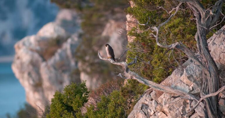 Virée en Barbagia : l’Italie explore son identité dans le Far West de la Sardaigne.