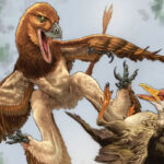 Un nouveau fossile de dinosaure pourrait résoudre un mystère de meurtre ancien.