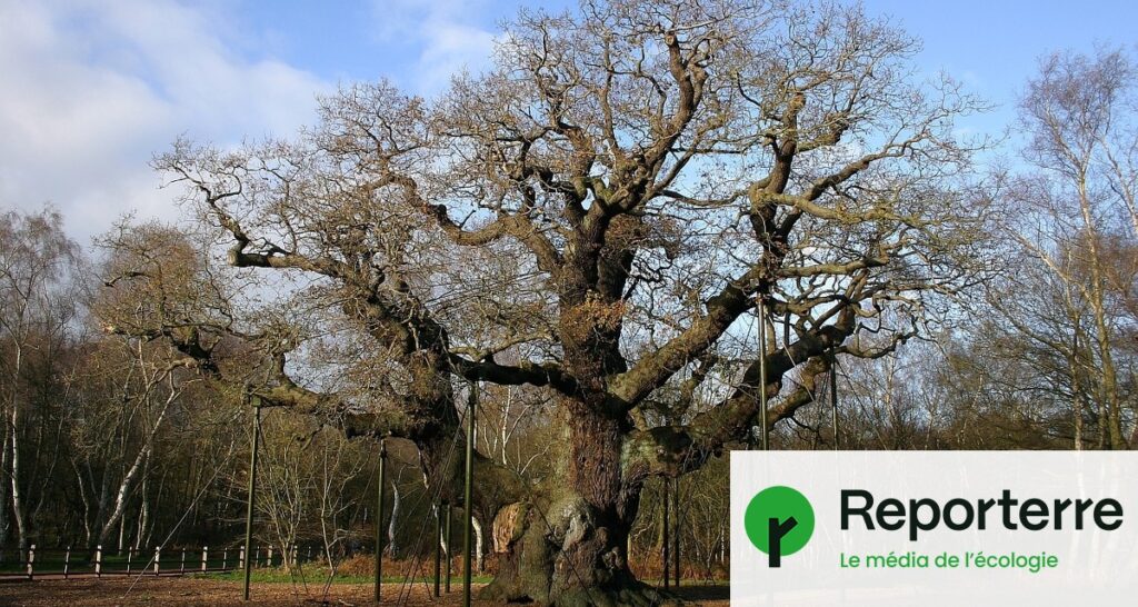 Le chêne légendaire de Robin des Bois meurt à cause de la chaleur et du tourisme excessif.
