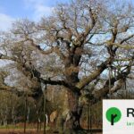 Le chêne légendaire de Robin des Bois meurt à cause de la chaleur et du tourisme excessif.