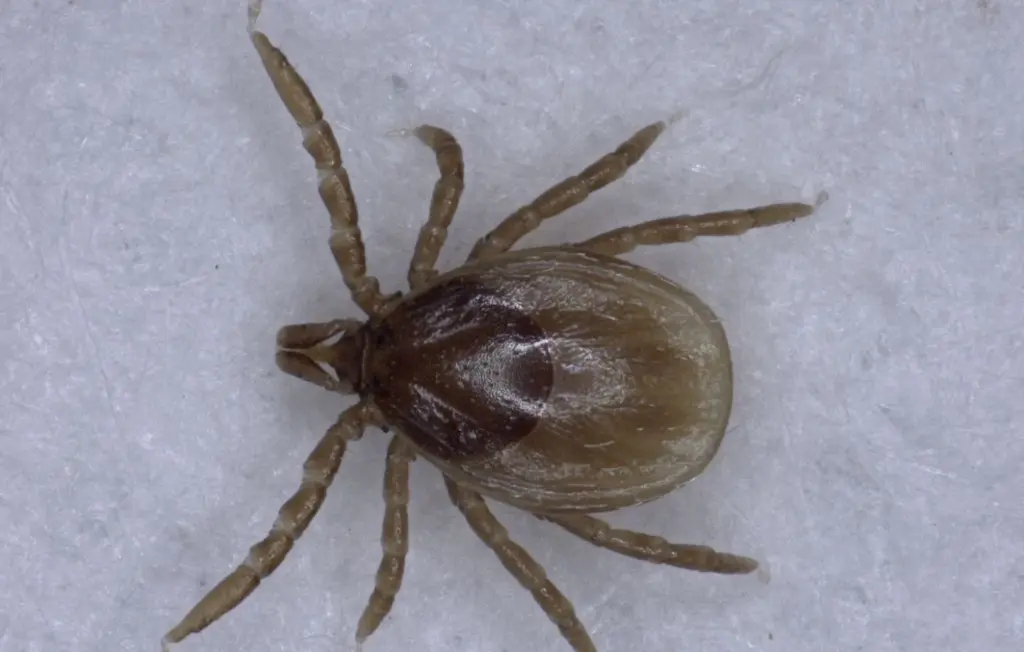 Invasion de tiques volantes génétiquement modifiées démentie par des chercheurs au Nebraska.
