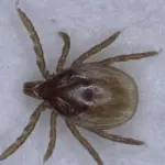 Invasion de tiques volantes génétiquement modifiées démentie par des chercheurs au Nebraska.