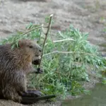Le castor d&rsquo;Europe observe un retour en Gironde, selon des experts en biodiversité.