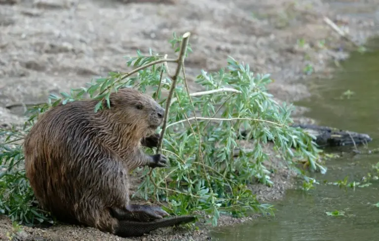 Le castor d’Europe observe un retour en Gironde, selon des experts en biodiversité.