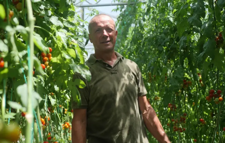 Canicule : Des légumes en Bretagne souffrent de températures atteignant 54 degrés en serre.
