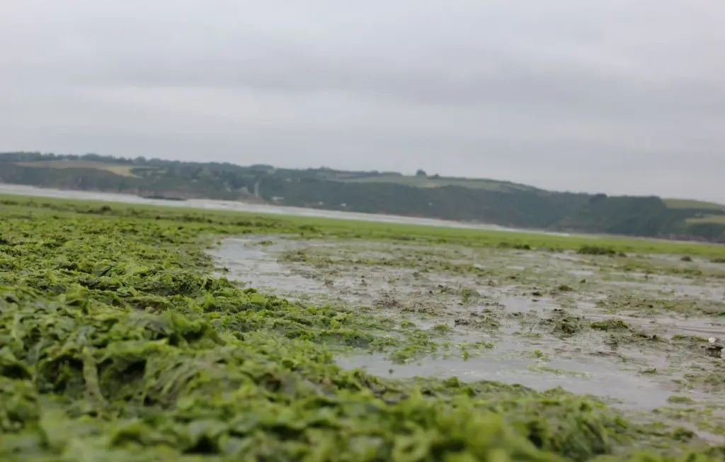 Algues vertes : L’État condamné pour inaction, des mesures de réparation en Bretagne.