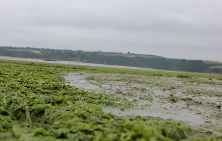 Algues vertes : L’État condamné pour inaction, des mesures de réparation en Bretagne.