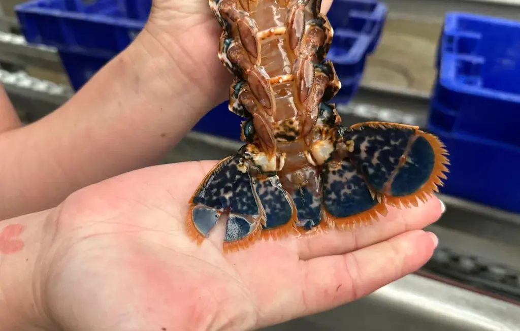 Baisse des stocks de homards au Croisic : analyse des causes et des conséquences.