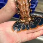 Baisse des stocks de homards au Croisic : analyse des causes et des conséquences.