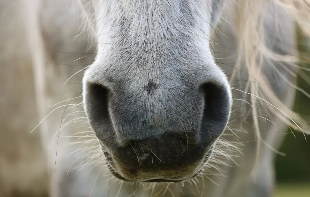 Une cavalière américaine décède écrasée par son cheval après un refus d’obstacle.