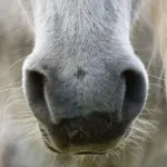 Une cavalière américaine décède écrasée par son cheval après un refus d’obstacle.