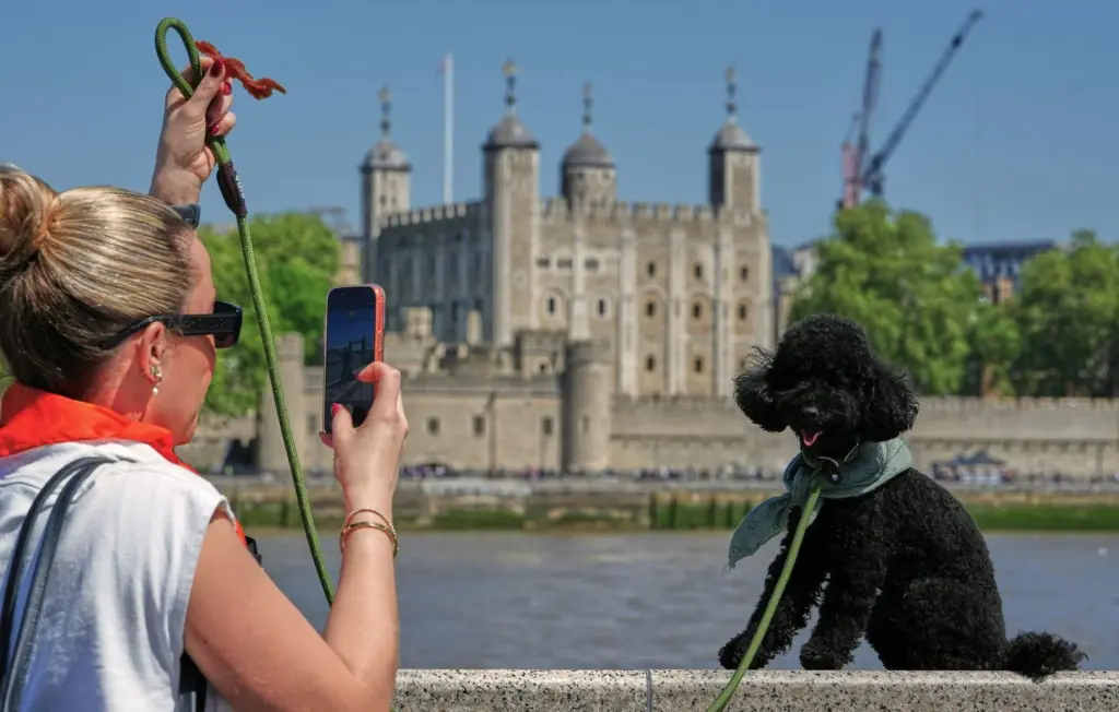 Les Français photographient davantage leurs animaux de compagnie que leurs enfants, selon une étude.