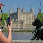Les Français photographient davantage leurs animaux de compagnie que leurs enfants, selon une étude.