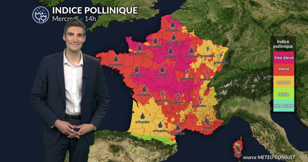 Pollens de graminées et urticacées dominent l’atmosphère en France ce mercredi.