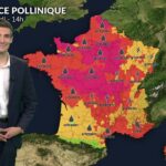 Pollens de graminées et urticacées dominent l’atmosphère en France ce mercredi.
