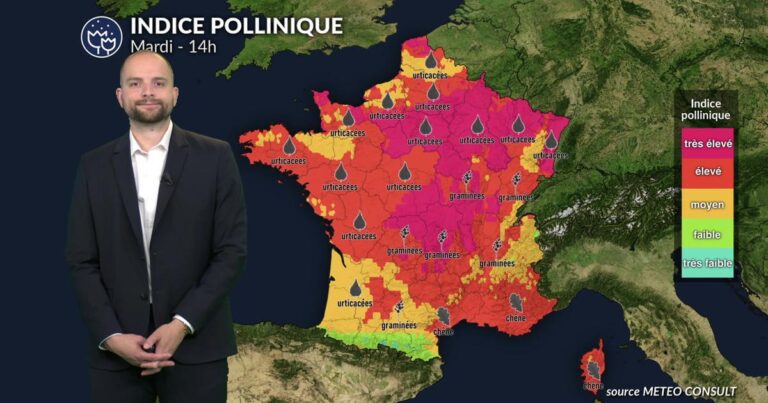 Allergies persistantes malgré la baisse des températures : des experts alertent sur la situation.