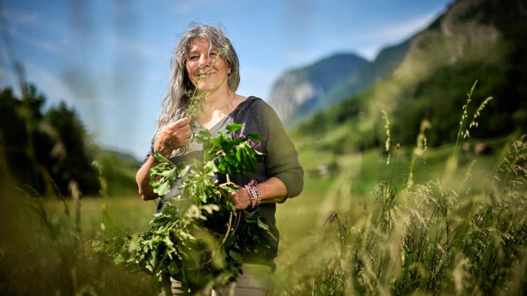 Cueillette de plantes sauvages en France : un savoir ancestral face à la modernité alimentaire.