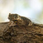 La saison des chants de cigales débute en Vaucluse, signalant l&rsquo;été en Provence.