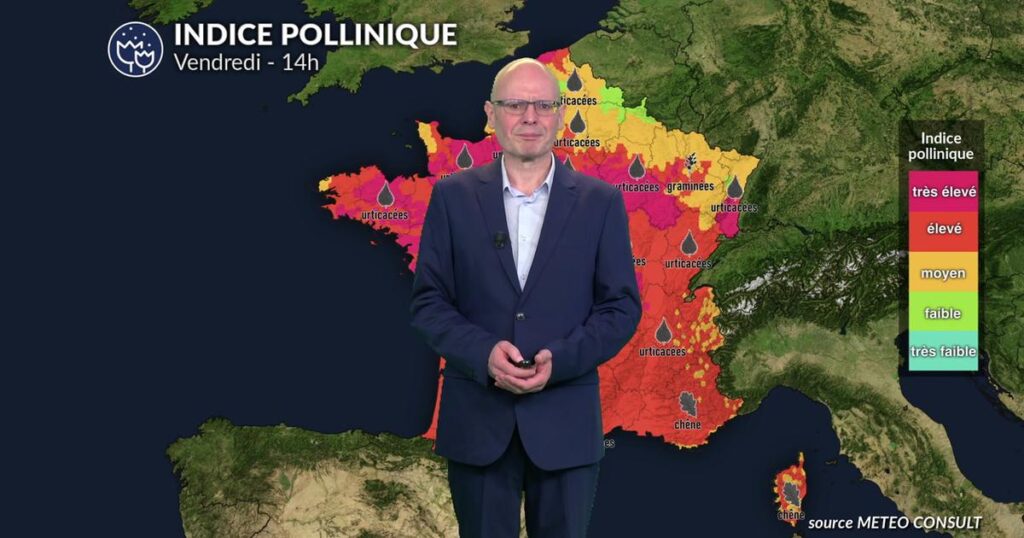 Alerte rouge aux pollens : graminées et urticacées saturent l’air en France.