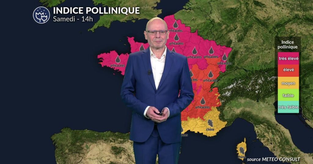 Alerte pollens maximale en France : forte concentration de graminées et d’urticacées prévue.