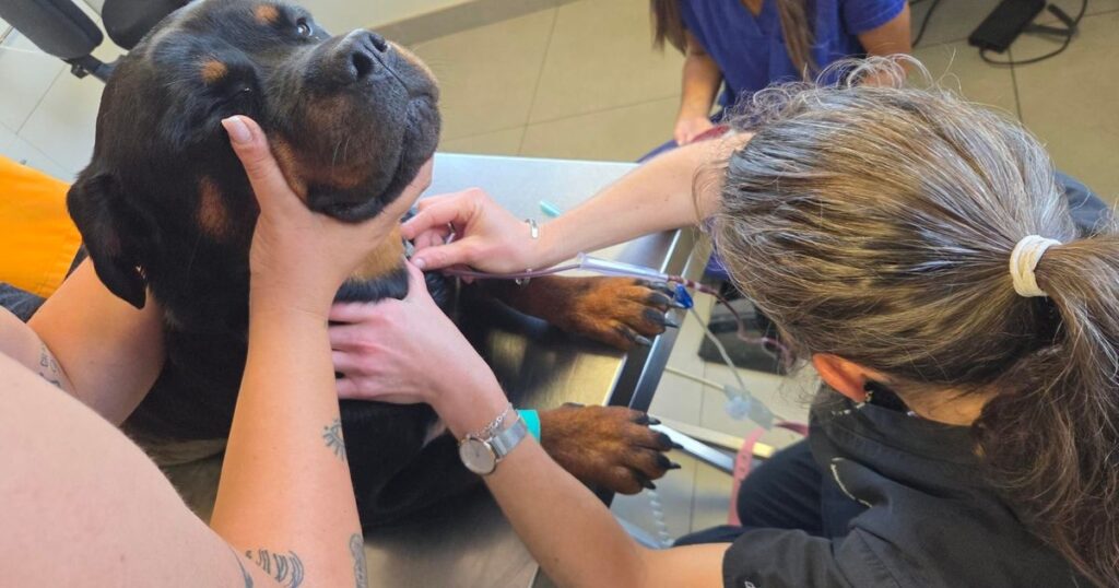 Des chiens de Marseille donnent leur sang pour sauver des vies.